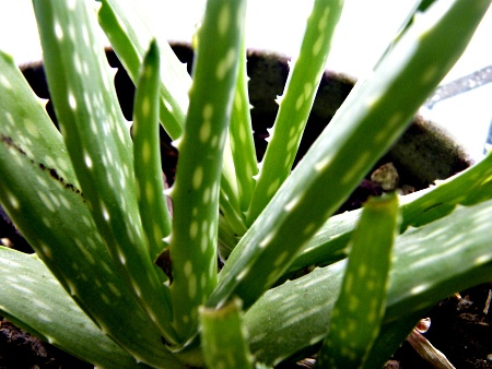 external image aloeveraplant.jpg