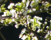 apple blossoms