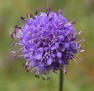 Devils Bit Scabious Flower